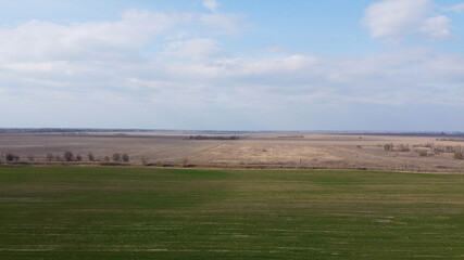 Obraz premium Wheat shoots in a field in spring, aerial view. Agricultural landscape.