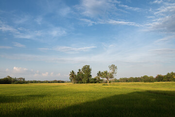 champ de riz au coucher du soleil au Sri Lanka