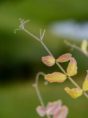 green leaves on a branch
