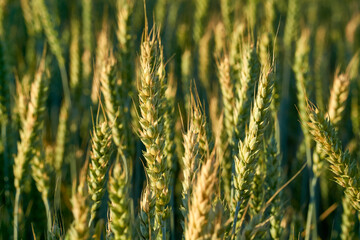 Golden ears of rye in the rays of the setting sun on the fields in the Voronezh region