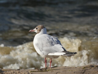 Juvenile black-headed gull (Chroicocephalus ridibundus) at the seaside, Gdansk, Poland