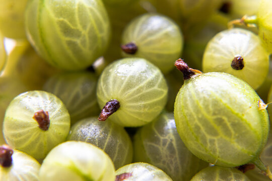 piękny zielony soczysty agrest