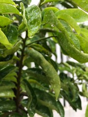 rain drops on a branch