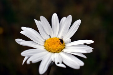 A fly an insect sits on a white flower camomile on a dark background