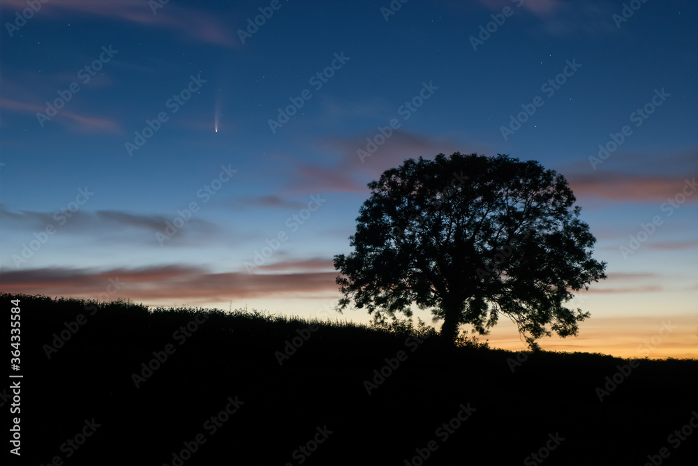 Wall mural comet c/2020 f3 (neowise) shining in the dawn skies in the fields with beautiful sky and ash tree si
