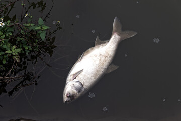 Dead Silver carp (Hypophthalmichthys molitrix) in the pond. Fish farming and death from lack of...