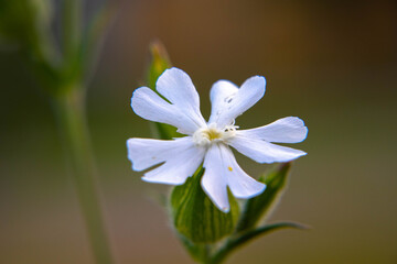 zieleń miejska, piękne kolorowe kwiaty
