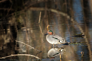 Male of European teal (Anas crecca) in very luxurious bright plumage on lake shore. Spring, ducks...
