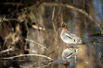 Male of European teal (Anas crecca) in very luxurious bright plumage on lake shore. Spring, ducks...