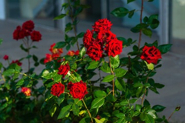 Fototapeta na wymiar Vibrant red rose with raindrops in the garden