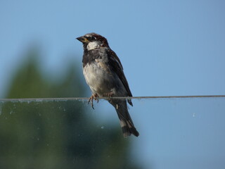 Fototapeta premium House sparrow (Passer domesticus) perched on a glass wall, Gdansk, Poland