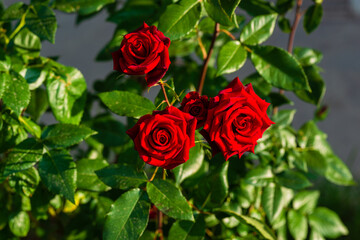 Vibrant red rose with raindrops in the garden