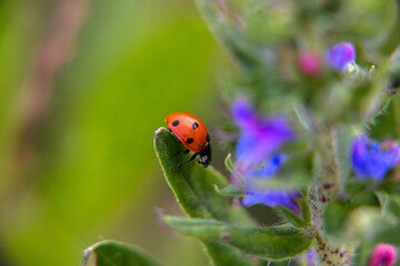 flora i fauna miejska, piękne kolorowe kwiatyi owady © Marek