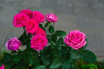 Vibrant pink roses with raindrops in the garden