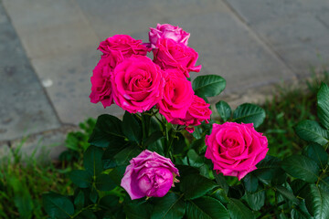 Vibrant pink roses with raindrops in the garden