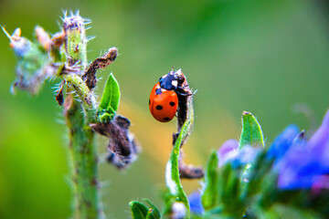 flora i fauna miejska, piękne kolorowe kwiatyi owady © Marek