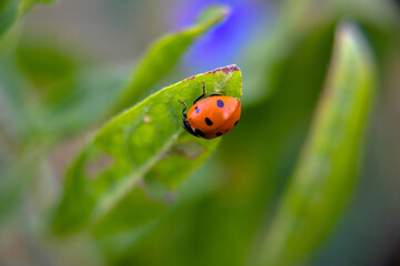 flora i fauna miejska, piękne kolorowe kwiatyi owady © Marek