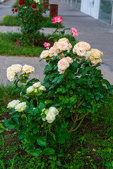 Wonderful light orange roses in the park