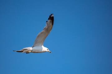 Ring-billed gull (Larus delawarensis) flying with a blue sky in the background