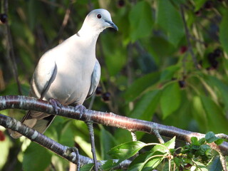 Dove.