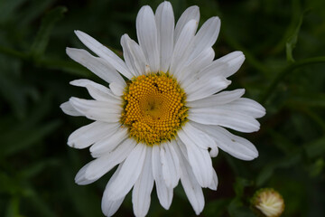 Obraz premium Сamomile