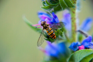 flora i fauna miejska, piękne kolorowe kwiatyi owady © Marek