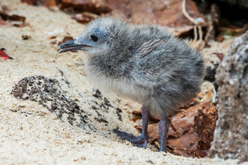 Red-footed Booby Chick Sula sula Tower Island Galapagos Islands 