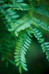green fern leaf