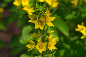Gelb blühende Blüten und Blumen im Garten, Juli, August, Fokus auf den Vordergund