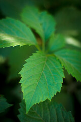green leaves in the sun