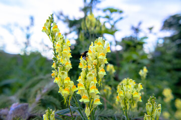 zieleń miejska, piękne kolorowe kwiaty