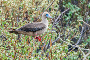  Red-footed Booby Tower Island Galapagos Islands Ecuador