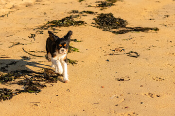 A dog cavalier king charles, a cute puppy running on the beach
