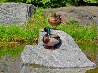 Kaczki na kamieniu © Edward