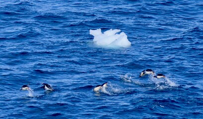 Penguins swimming and jumping next to iceberg, in blue antarctic sea, Antarctica