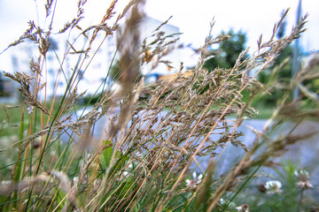 zieleń miejska, piękne kolorowe kwiaty © Marek