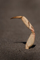 Single crab leg in the sand