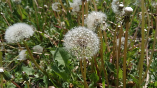 dandelion seeds on a stalk close up

