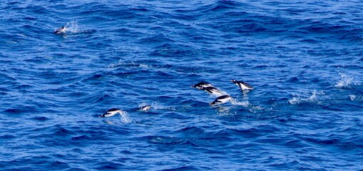 Fototapeta premium Penguins swimming and jumping in blue antarctic sea, Antarctica