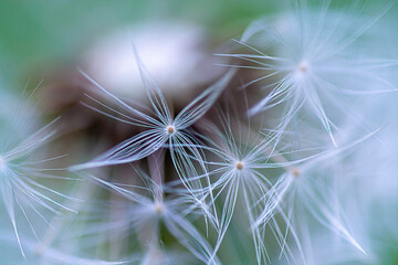 Delicate Dandelion Flower Seed 