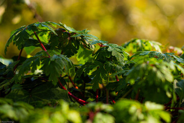 Planta
