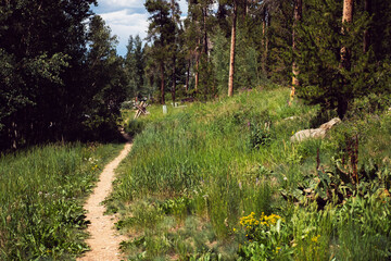 Little wild path, city of Breckenridge Colorado USA.