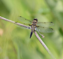 A macro view of a dragonfly at rest on a woody stalk with green background