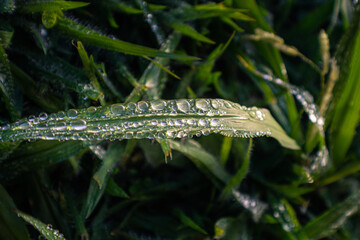 caterpillar on a leaf
