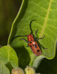 A macro view of a red milkweed beetle ( Tetraopes tetrophthalmus)on a milkweed leaf  