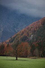 Lonely tree in Slovenian mountains