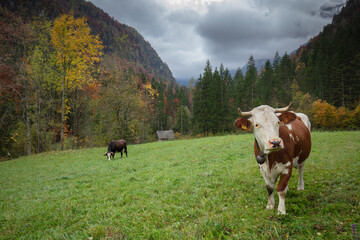 Fototapeta na wymiar Cow on pasture in Slovenian alps