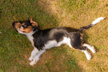 A dog cavalier king charles, a cute puppy in a field in spring
