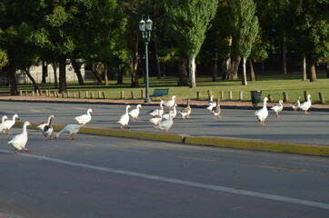 fila de patos