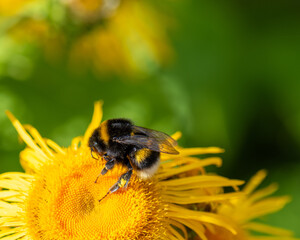 bee on yellow flower